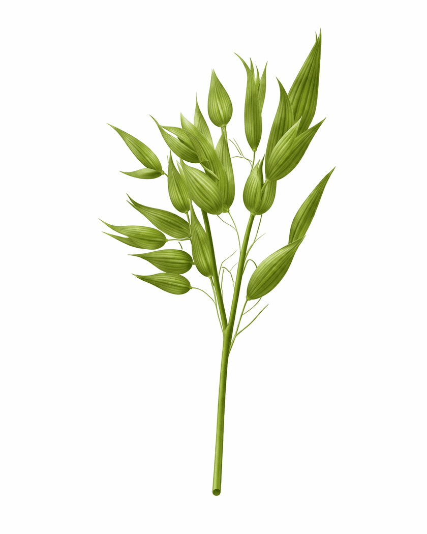 Avena sativa
