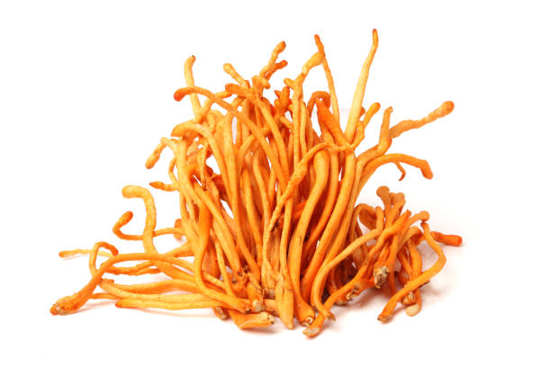  Cordyceps Militaris Mushroom 